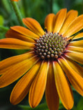 Eye of the Sun