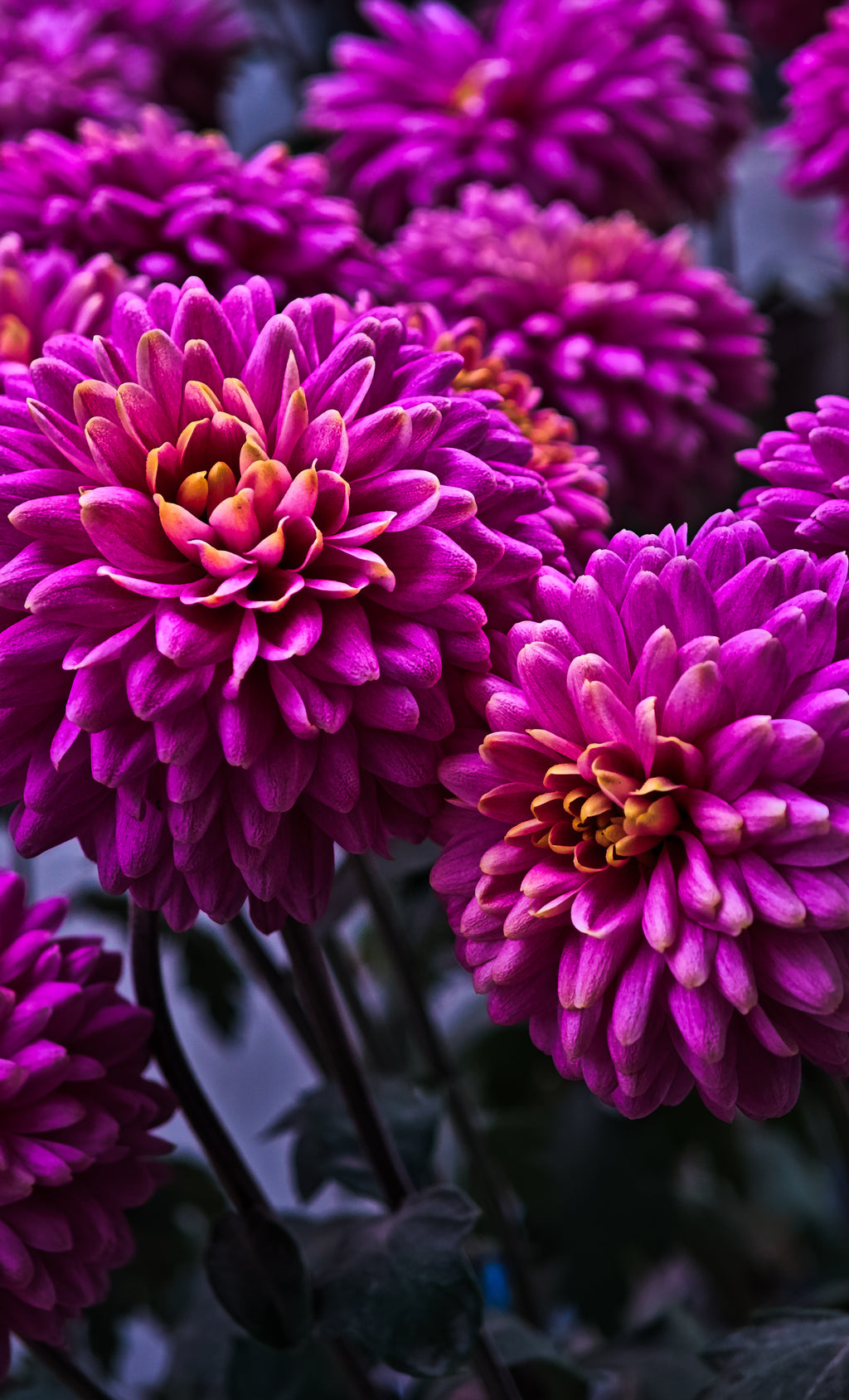 Velvet Petal sea