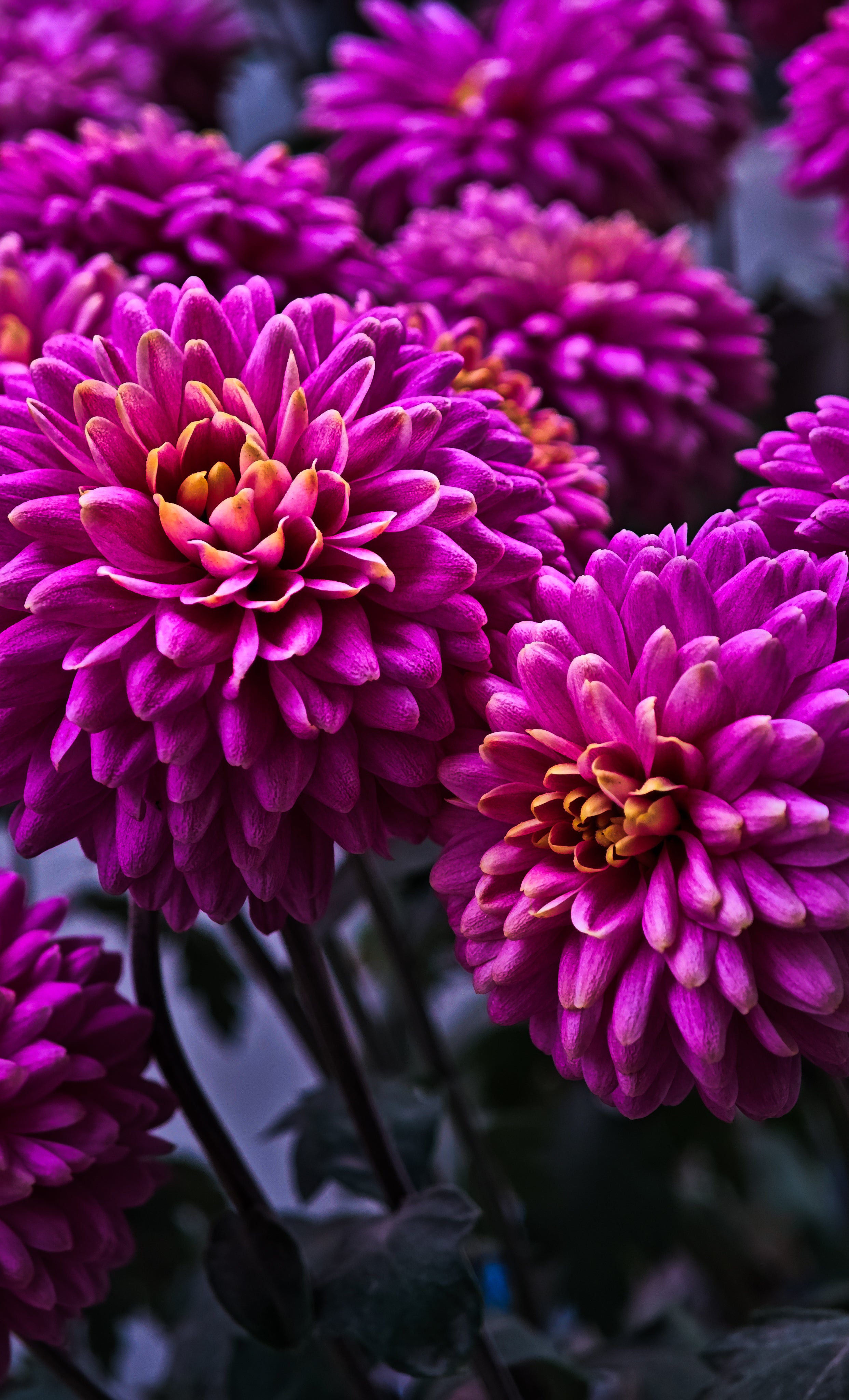 Velvet Petal sea